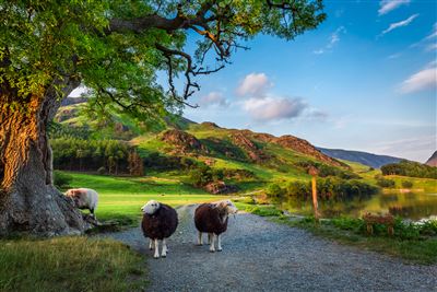 Schafe im Lake District